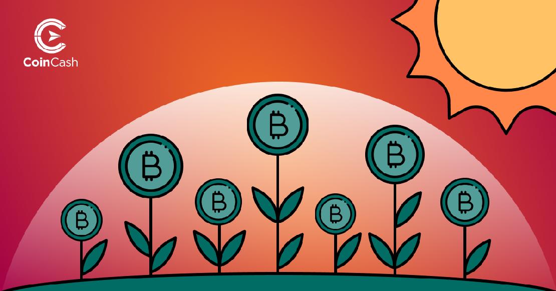 Zöld Bitcoin érmék egy mezőn a virágok tetején, amelyekre süt a Nap